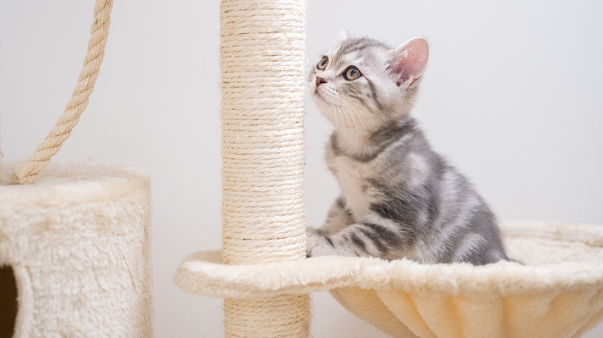 貓抓屋推薦指南-從瓦楞紙到設計款-教你為愛貓挑選安樂窩兼傢俬救星